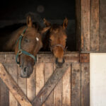 Karmienie klaczy i źrebiąt: Kompleksowe podejście do diety koni